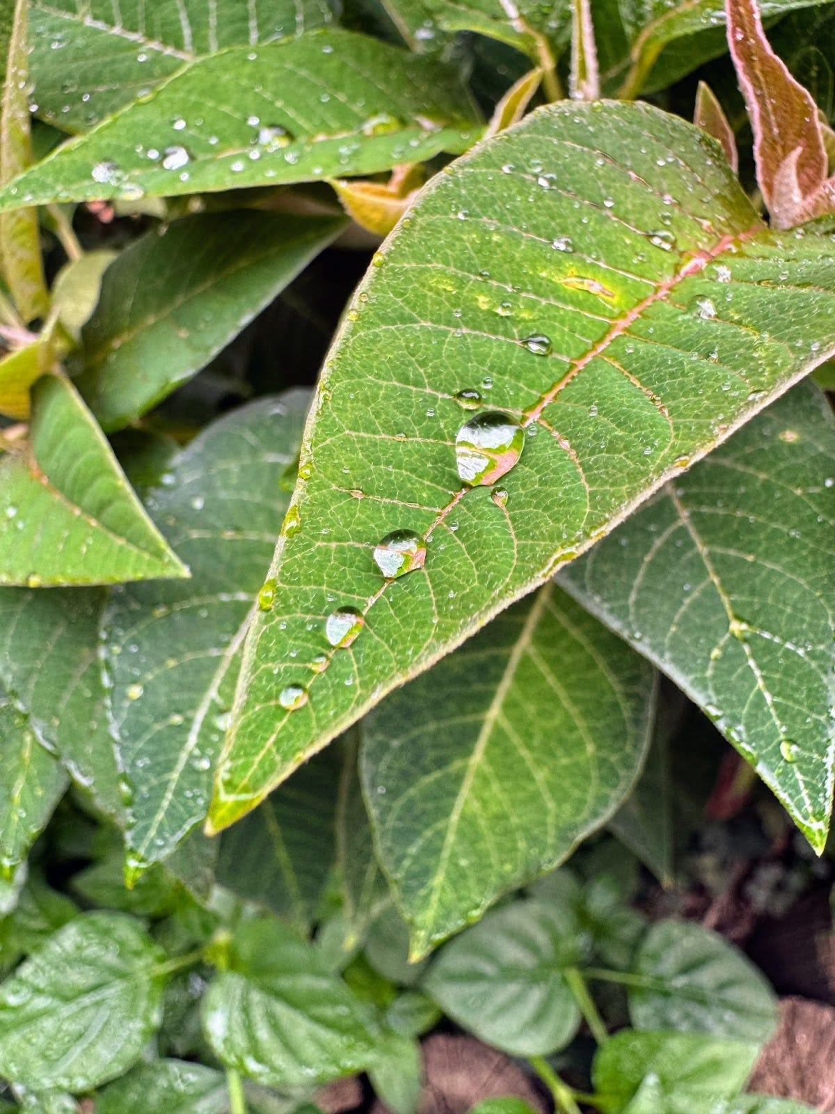 Leaf it to nature to make raindrops look like tiny jewels!