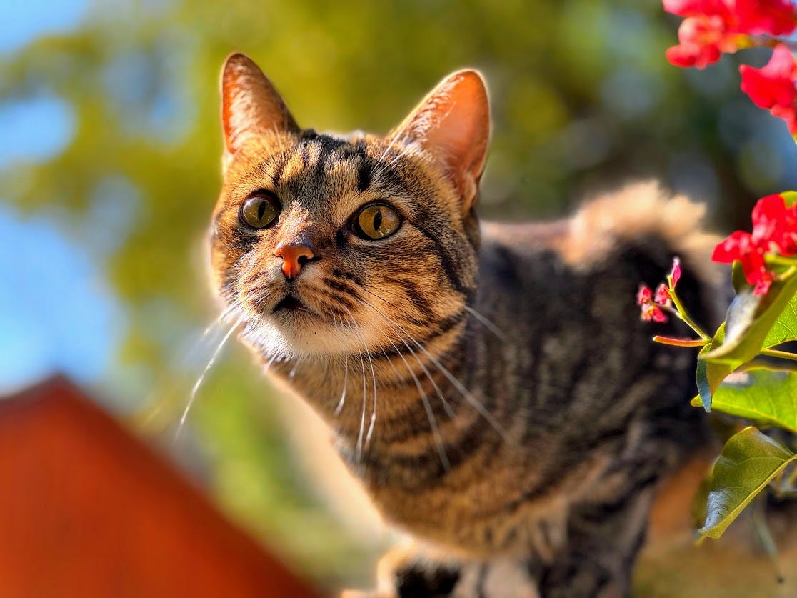 A bright and cheerful “Punky” unaffected by the May-hem 🐱🌺