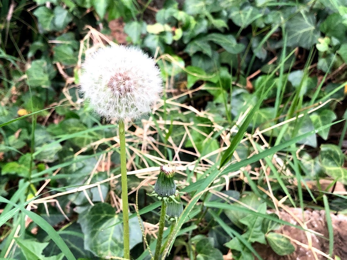 Dandelions are good in teas, salad or for an on the go snack 🏃🥬