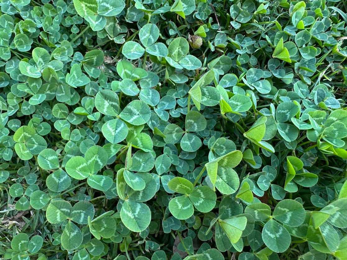 White clover makes good food for bees, humans and animals too. You can eat the leaves or make them into a tea 🍃🍵