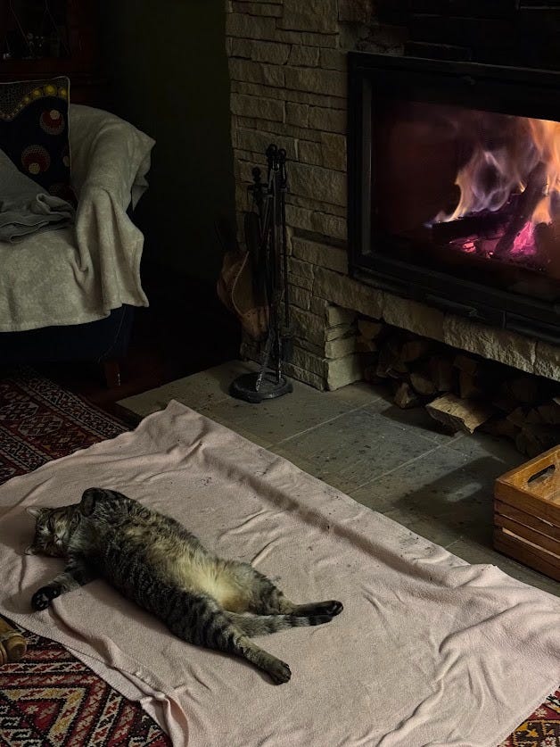 They say it’s a dog’s life. We think Tiggrrr would disagree 🐈🔥
