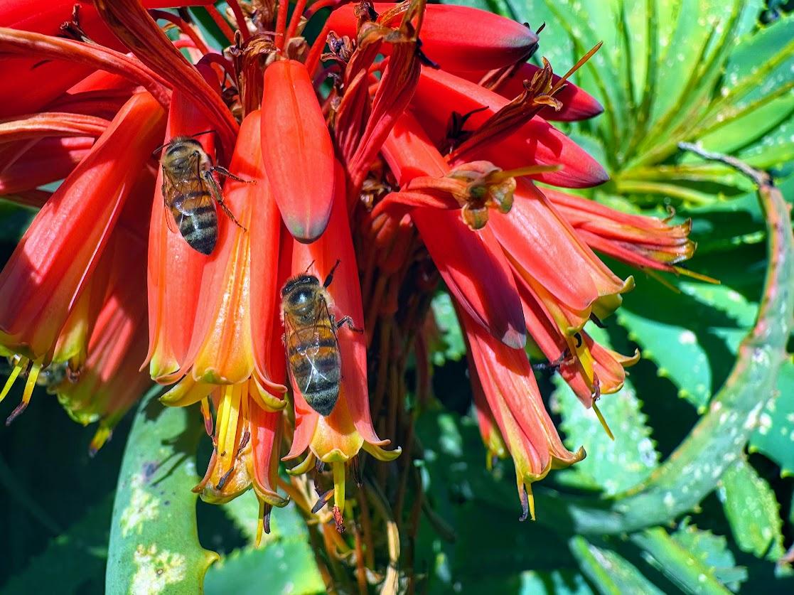 The bees enjoying the last of the Winter aloes, in the run up to Spring 🐝☀️